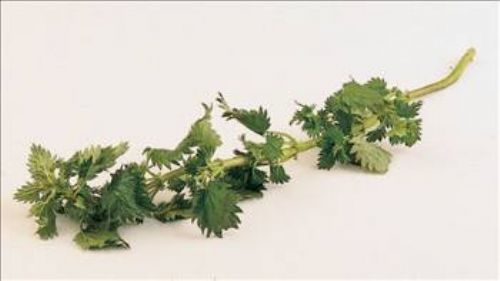 Isırgan otunun faydaları