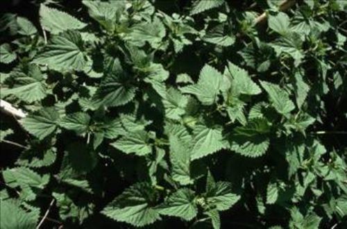 Isırgan otunun faydaları