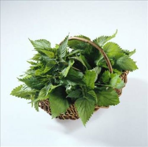 Isırgan otunun faydaları