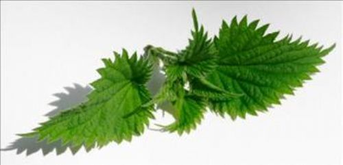 Isırgan otunun faydaları