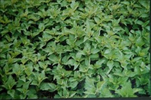 Isırgan otunun faydaları