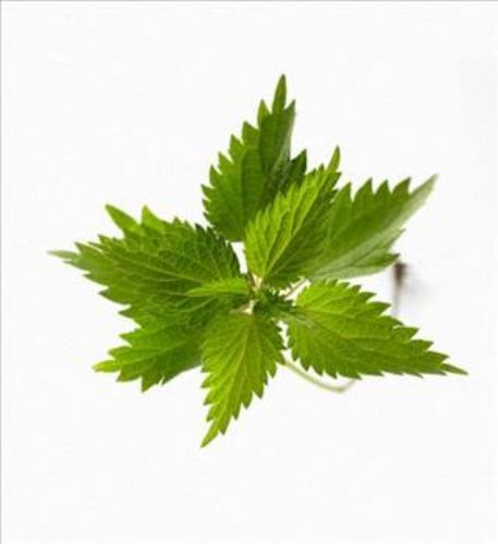 Isırgan otunun faydaları