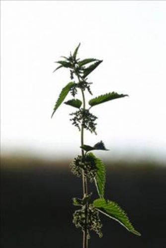 Isırgan otunun faydaları