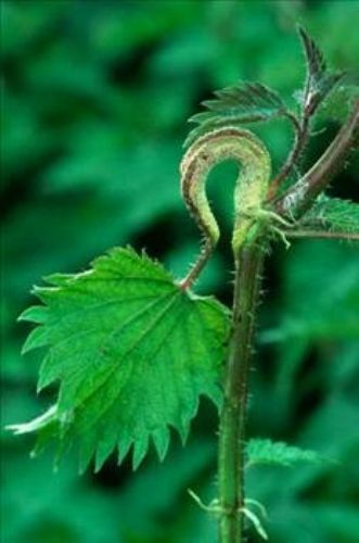 Isırgan otunun faydaları