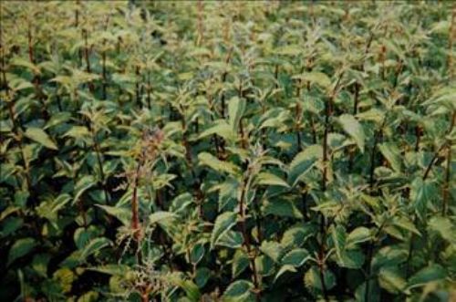 Isırgan otunun faydaları