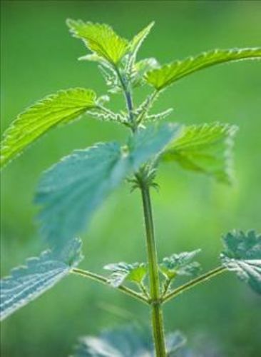 Isırgan otunun faydaları