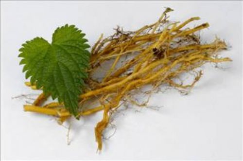 Isırgan otunun faydaları