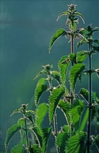 Isırgan otunun faydaları