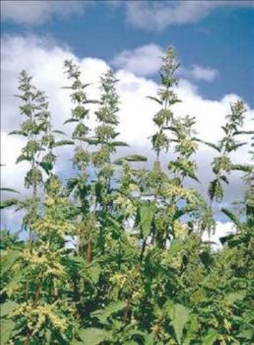 Isırgan otunun faydaları