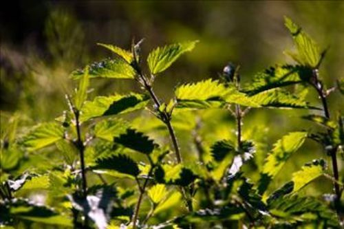 Isırgan otunun faydaları