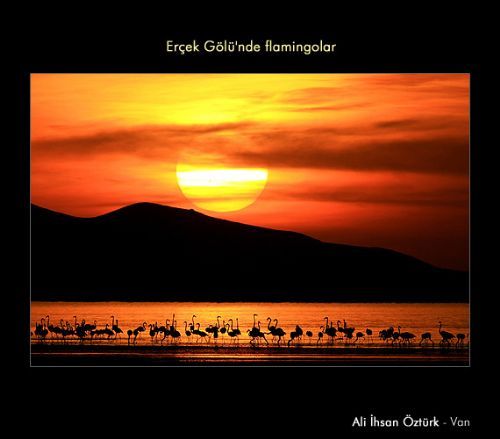 Yılın ''Yaşam'' fotoğrafı