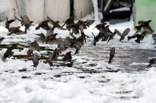 Yurt genelinden kar manzaraları