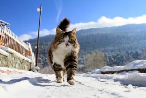 Yurt genelinden kar manzaraları