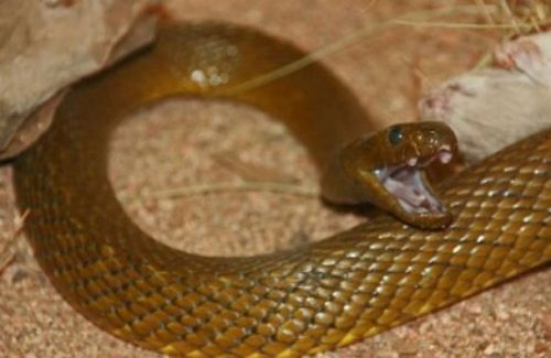 En zehirli 10 hayvan