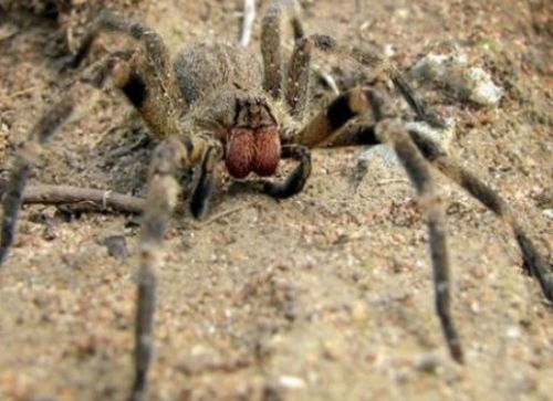 En zehirli 10 hayvan