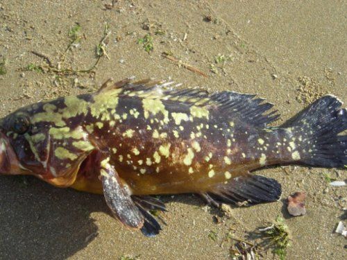 En zehirli 10 hayvan