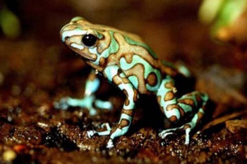 En zehirli 10 hayvan