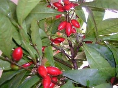 Bu meyveleri daha önce görmediniz!