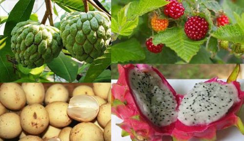 Bu meyveleri daha önce görmediniz!