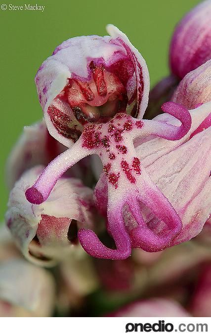 Dünyanın en garip bitkisi Maymun Orkidesi