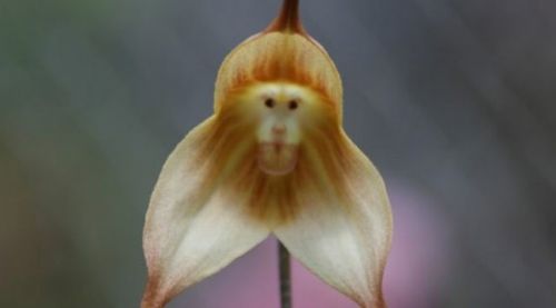 Dünyanın en garip bitkisi Maymun Orkidesi