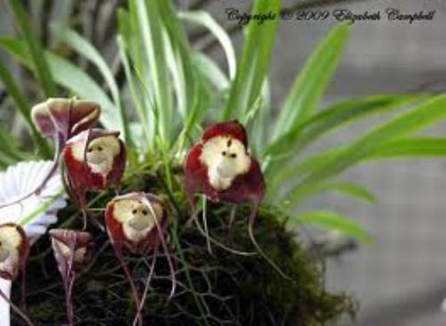 Dünyanın en garip bitkisi Maymun Orkidesi