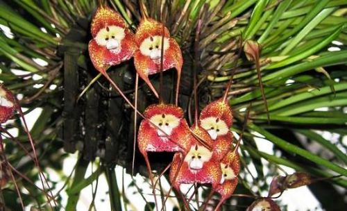 Dünyanın en garip bitkisi Maymun Orkidesi