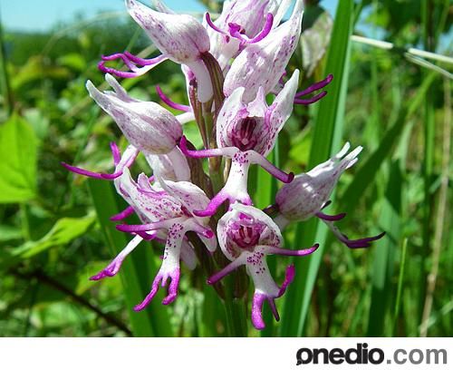 Dünyanın en garip bitkisi Maymun Orkidesi