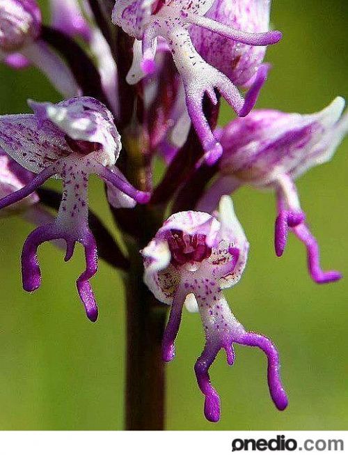 Dünyanın en garip bitkisi Maymun Orkidesi