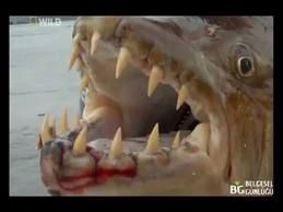 Fishzilla balığı tehlike saçıyor