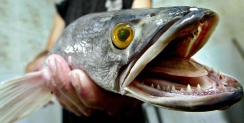 Fishzilla balığı tehlike saçıyor