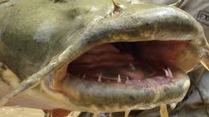 Fishzilla balığı tehlike saçıyor