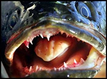 Fishzilla balığı tehlike saçıyor