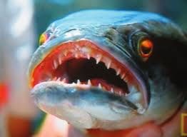 Fishzilla balığı tehlike saçıyor