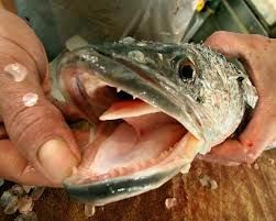 Fishzilla balığı tehlike saçıyor