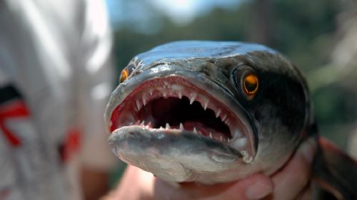 Fishzilla balığı tehlike saçıyor