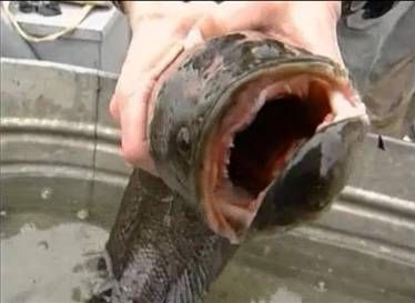 Fishzilla balığı tehlike saçıyor