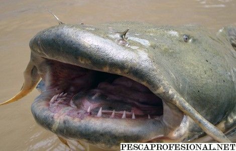 Fishzilla balığı tehlike saçıyor