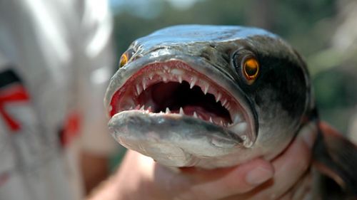 Fishzilla balığı tehlike saçıyor