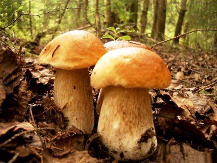 Türkiye’de en ilginç ölümler