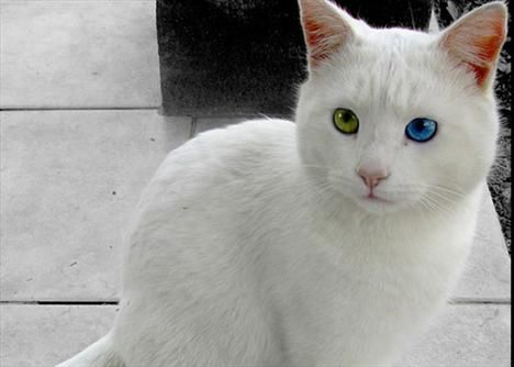 Hangi ilimizin nesi meşhur?