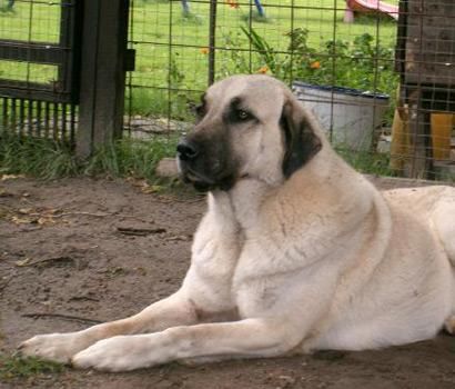 Hangi ilimizin nesi meşhur?