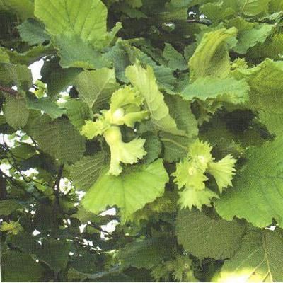 Hangi ilimizin nesi meşhur?