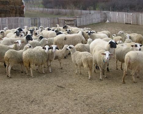 Hangi ilimizin nesi meşhur?