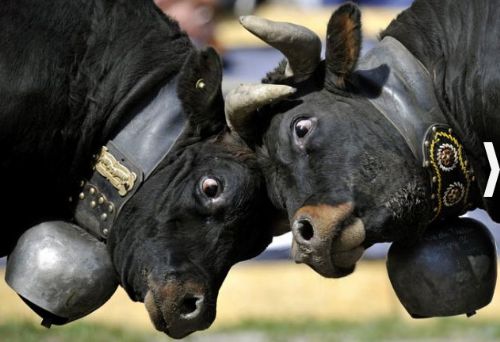 Hangi ilimizin nesi meşhur?