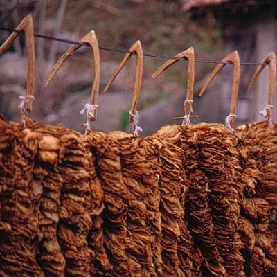 Hangi ilimizin nesi meşhur?