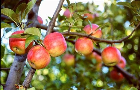 Hangi ilimizin nesi meşhur?