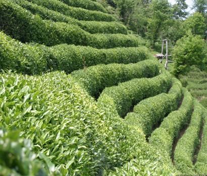 Hangi ilimizin nesi meşhur?