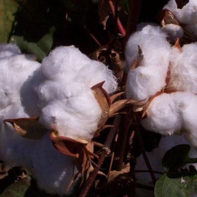 Hangi ilimizin nesi meşhur?