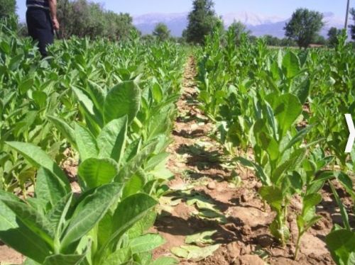 Hangi ilimizin nesi meşhur?